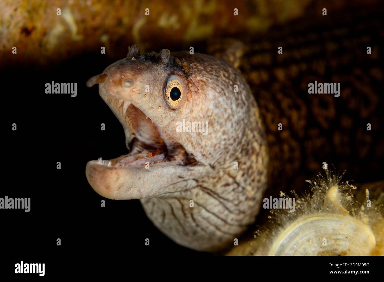 Eel moray méditerranéen, Muraena helena, Tamariu, Costa Brava, Espagne, Méditerranée Banque D'Images