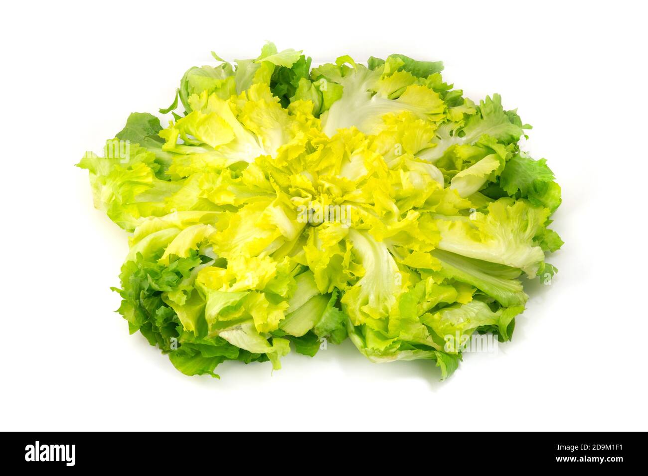 Escarole (Cichorium endivia) sur fond blanc Banque D'Images