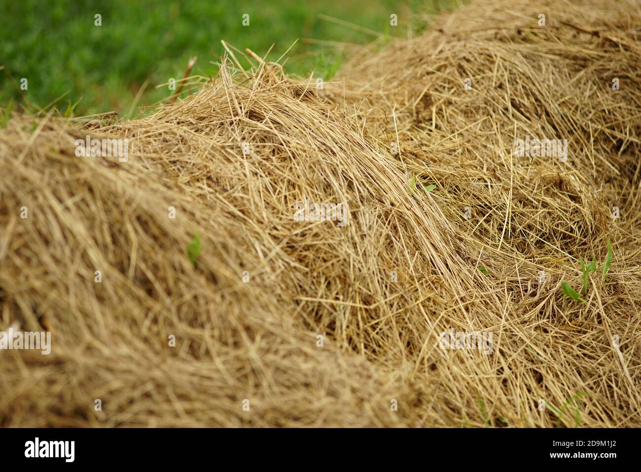 vue rapprochée de haystack dans un champ vert Banque D'Images