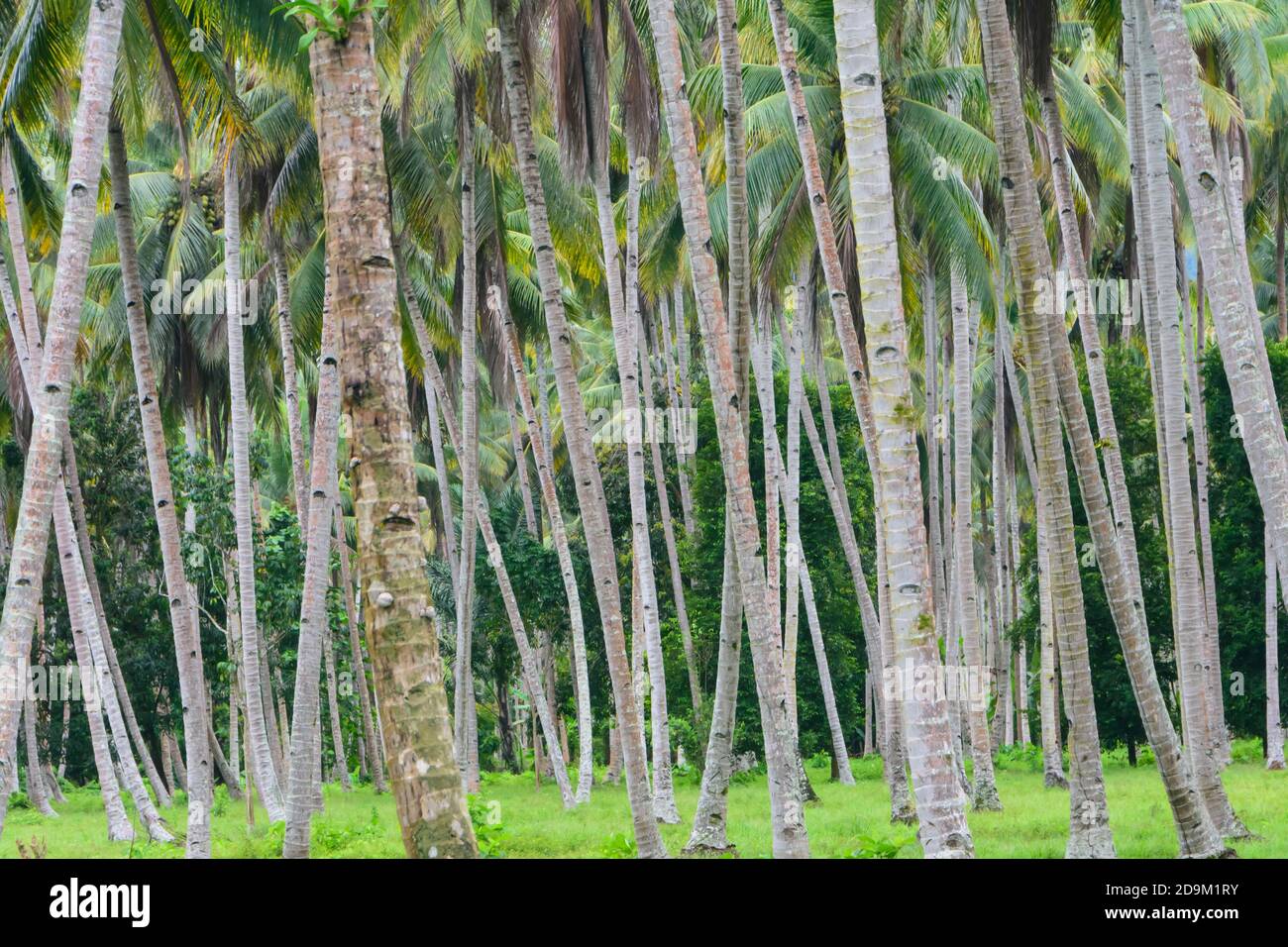 Plantation de noix de coco sur l'île de Halmahera, North-Moluques, Indonésie Banque D'Images