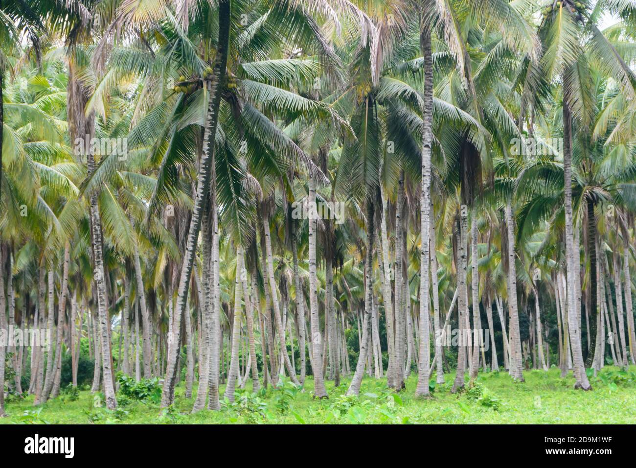 Plantation de noix de coco sur l'île de Halmahera, North-Moluques, Indonésie Banque D'Images