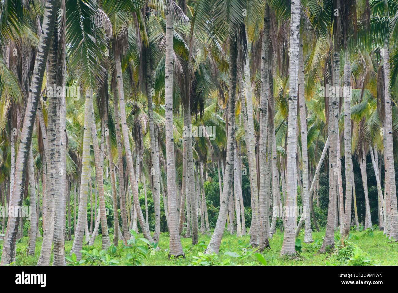 Plantation de noix de coco sur l'île de Halmahera, North-Moluques, Indonésie Banque D'Images
