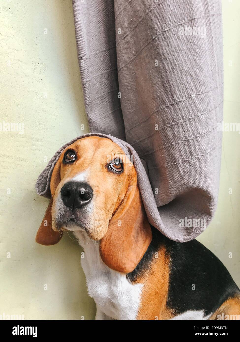 Le chiot mignon beagle aux yeux tristes s'assoit et se pose contre un mur jaune avec une coiffe des rideaux et recherche Banque D'Images