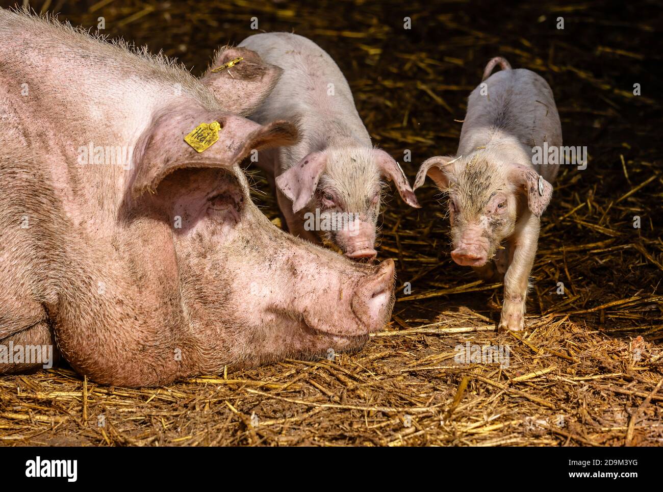 Willich, Rhénanie-du-Nord-Westphalie, Allemagne, NRW, porcs biologiques, mère truie de porcelets, se trouvent sur la paille dans la porcherie ouverte sur le Stautenhof, une ferme biologique. Banque D'Images