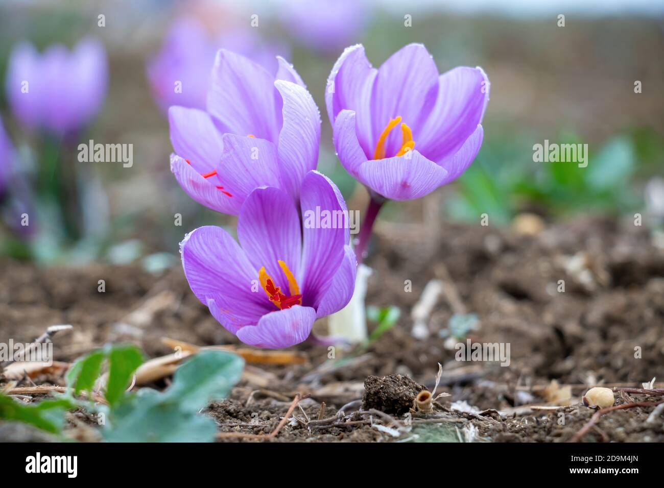 Fleurs de safran dans le champ. Crocus sativus, communément connu sous le nom de safran crocus fleurs avec rosée du matin, délicate plante de pétales violets sur terre, clos Banque D'Images