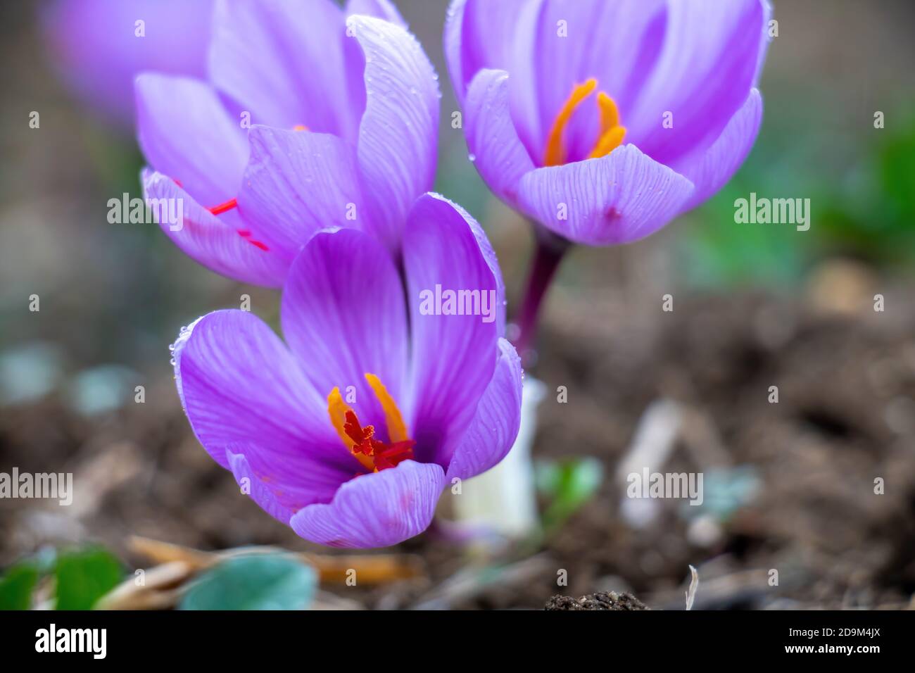 Fleurs de safran dans le champ. Crocus sativus, communément connu sous le nom de safran crocus fleurs avec rosée du matin, délicate plante de pétales violets sur terre, clos Banque D'Images