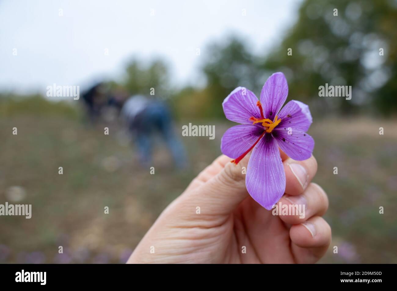 Collection de fleurs de safran sur le terrain. Main tenant un crocus sativus, communément connu sous le nom de fleur de crocus de safran, vue rapprochée Banque D'Images