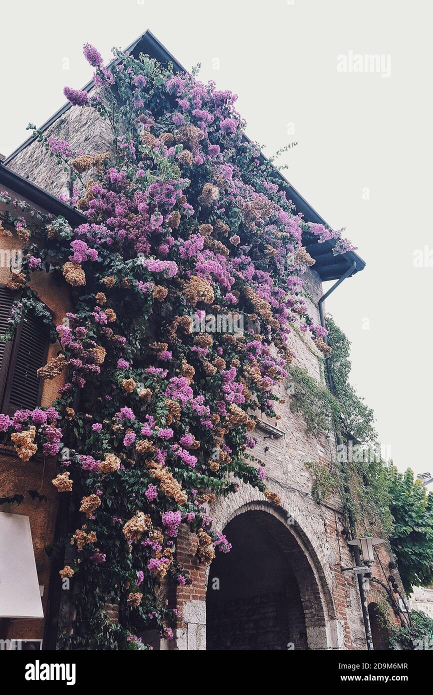 Arbre de bouganvilla avec végétation sur une façade de maison, Sirmione, Italie Banque D'Images