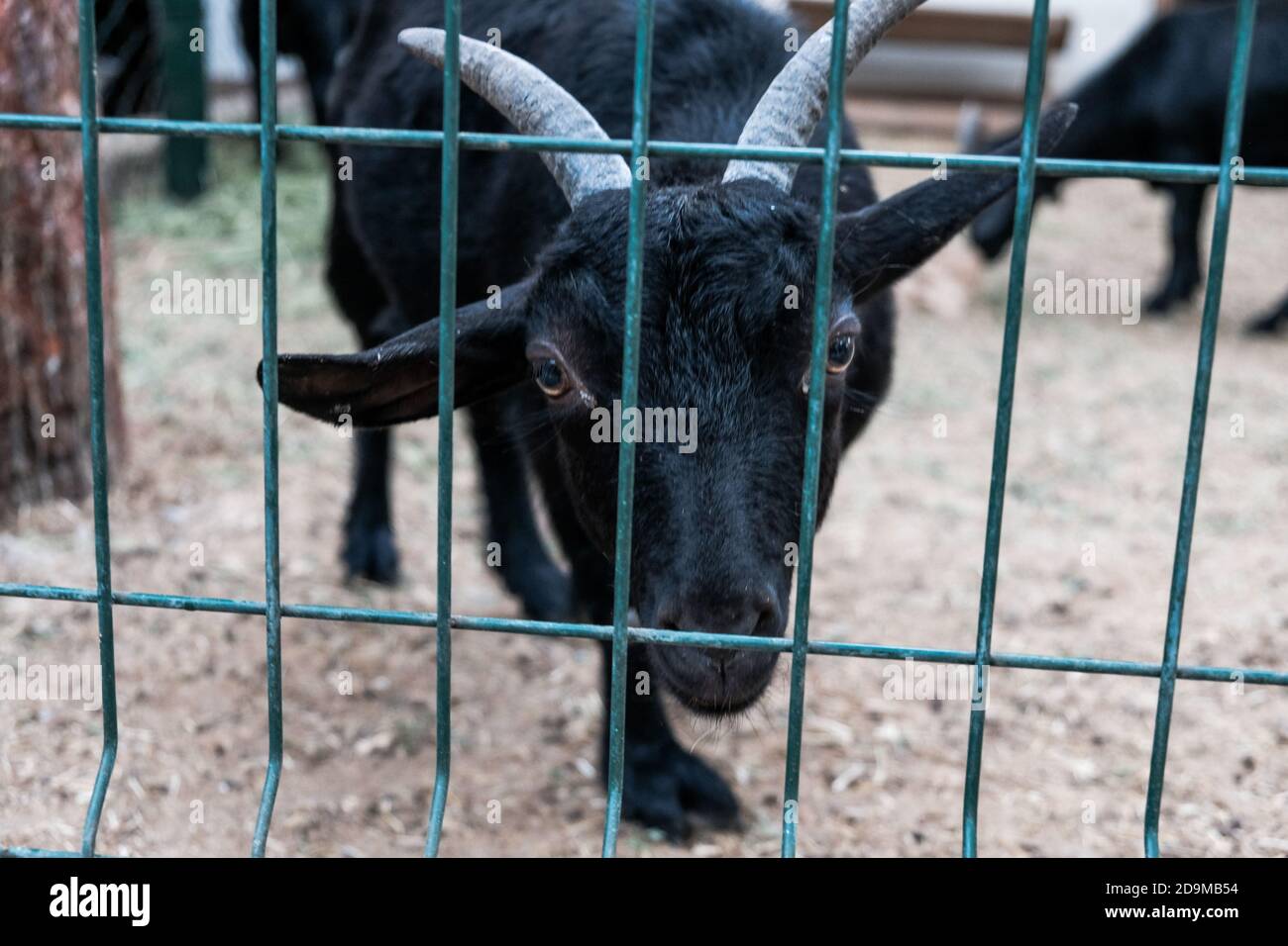 Triste curieux chèvre noir regardant de derrière la clôture dans un zoo. Animal domestique drôle sur une ferme. Jeune chèvre affamé avec des yeux désespérés Banque D'Images