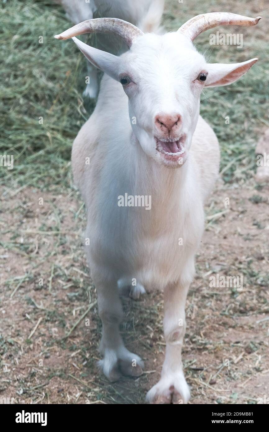 Drôle de chèvre blanc curieux bleu derrière une clôture dans un zoo ou sur une ferme. Élevage pour le lait et le fromage. Animaux domestiques détenus en captivité dans la grange Banque D'Images