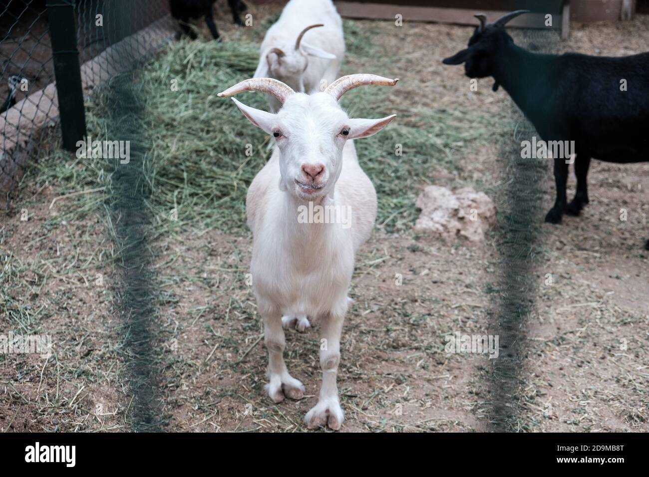 Blanc drôle chèvre heureux souriant derrière une clôture dans un zoo ou sur une ferme. Élevage pour le lait et le fromage. Animaux domestiques détenus en captivité dans une grange. Banque D'Images