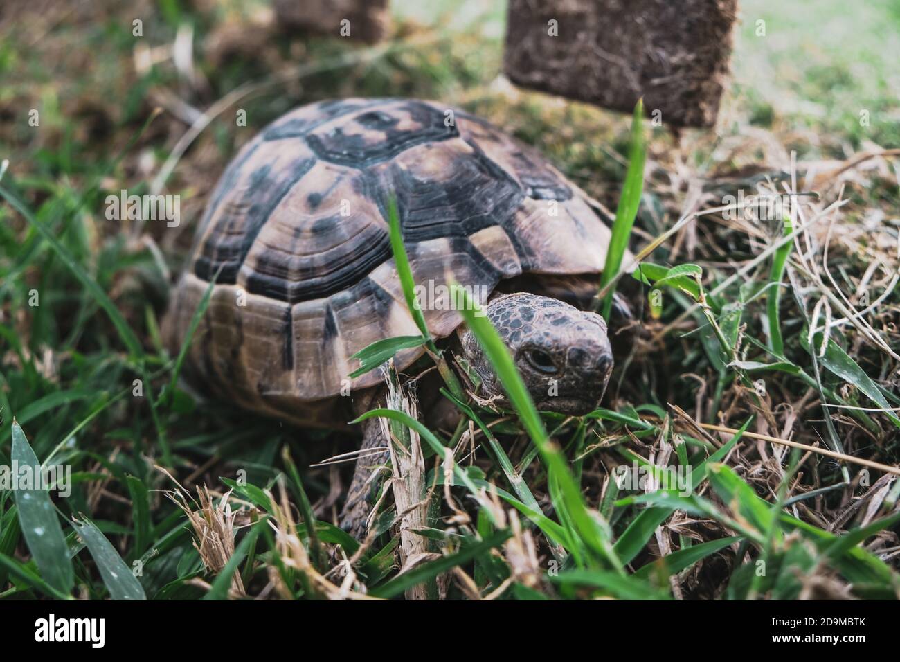 Vue avant de la belle tortue avec coquille texturée venant dans l'herbe. Reptile marchant ou rampant sur un terrain de parc. Expression sérieuse du visage Banque D'Images