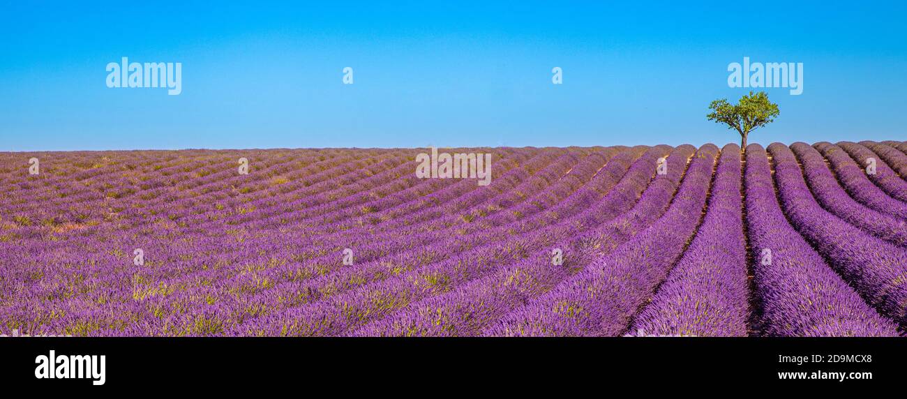Fleurs de lavande champs fleuris sans fin rangs. Valensole Provence. Champ de lavande à fleurs violettes magnifique ciel et arbres pittoresques Banque D'Images