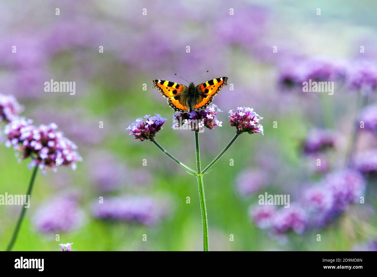 Le petit papillon en écaille de tortue Aglais urticae sur le papillon Verbena bonariensis perché sur la fleur Banque D'Images