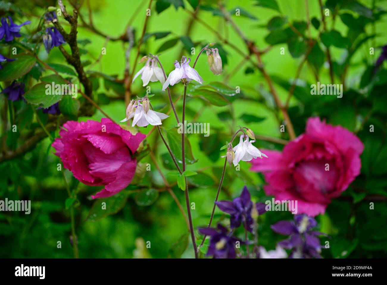 Pivoine rose,pivoines roses,Aquilegia vulgaris,fleurs blanches,fleurs,fleurs,vivaces,columbines,columbine,aquilegia,aquilegias,RM Floral Banque D'Images