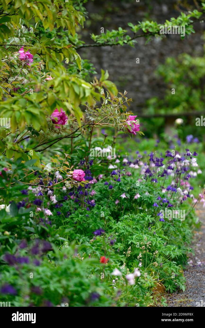 Pivoine rose,pivoines roses,Aquilegia vulgaris,fleurs de couleur mixte rose et violet,fleurs,fleurs,vivaces,colonnines,columbine,aquilegia,aquilegias, Banque D'Images