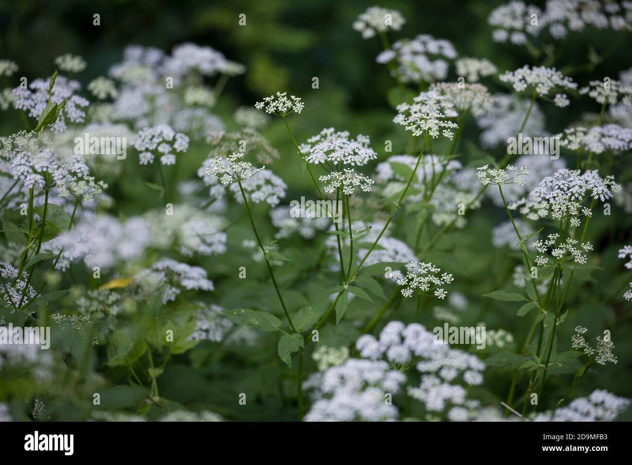 Gewöhnlicher Giersch, Giersch, Geißfuß, blühend, Blüte, Blüten, Aechopodium podagraria, aîné, herbe gerard, mauvaise herbe de l'évêque, gouteed, moût de goutte, Banque D'Images