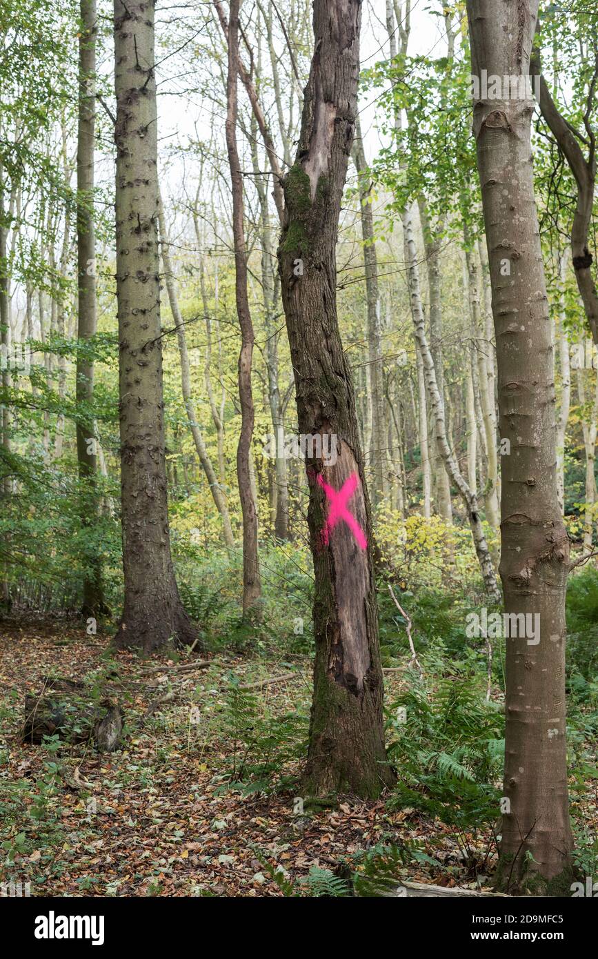 Portrait d'arbres de hêtre, Fagus sylvatica, dont l'un est mort et marqué de croix rouge sur le tronc avant l'abattage. Banque D'Images