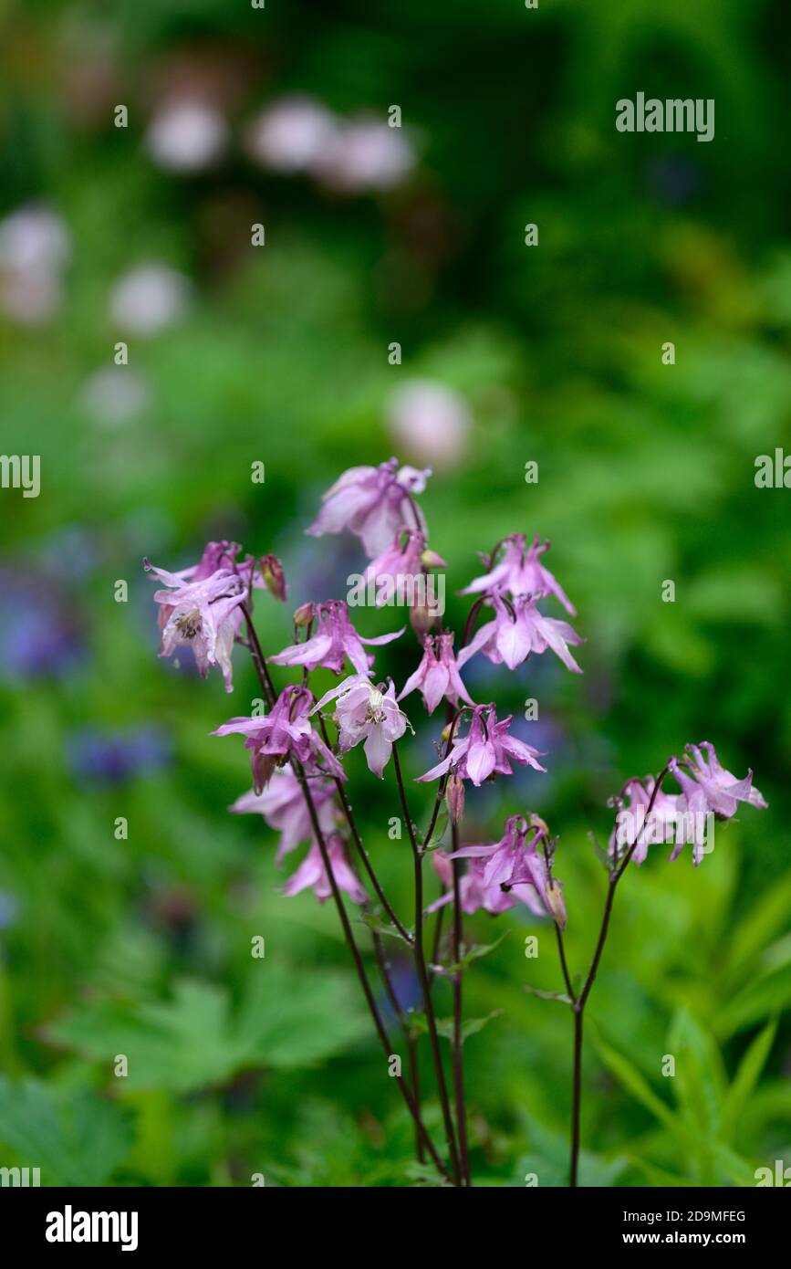 Aquilegia vulgaris,fleurs roses,fleurs,fleurs,plantes vivaces,colonnines,columbine,aquilegia,aquilegias,RM Floral Banque D'Images