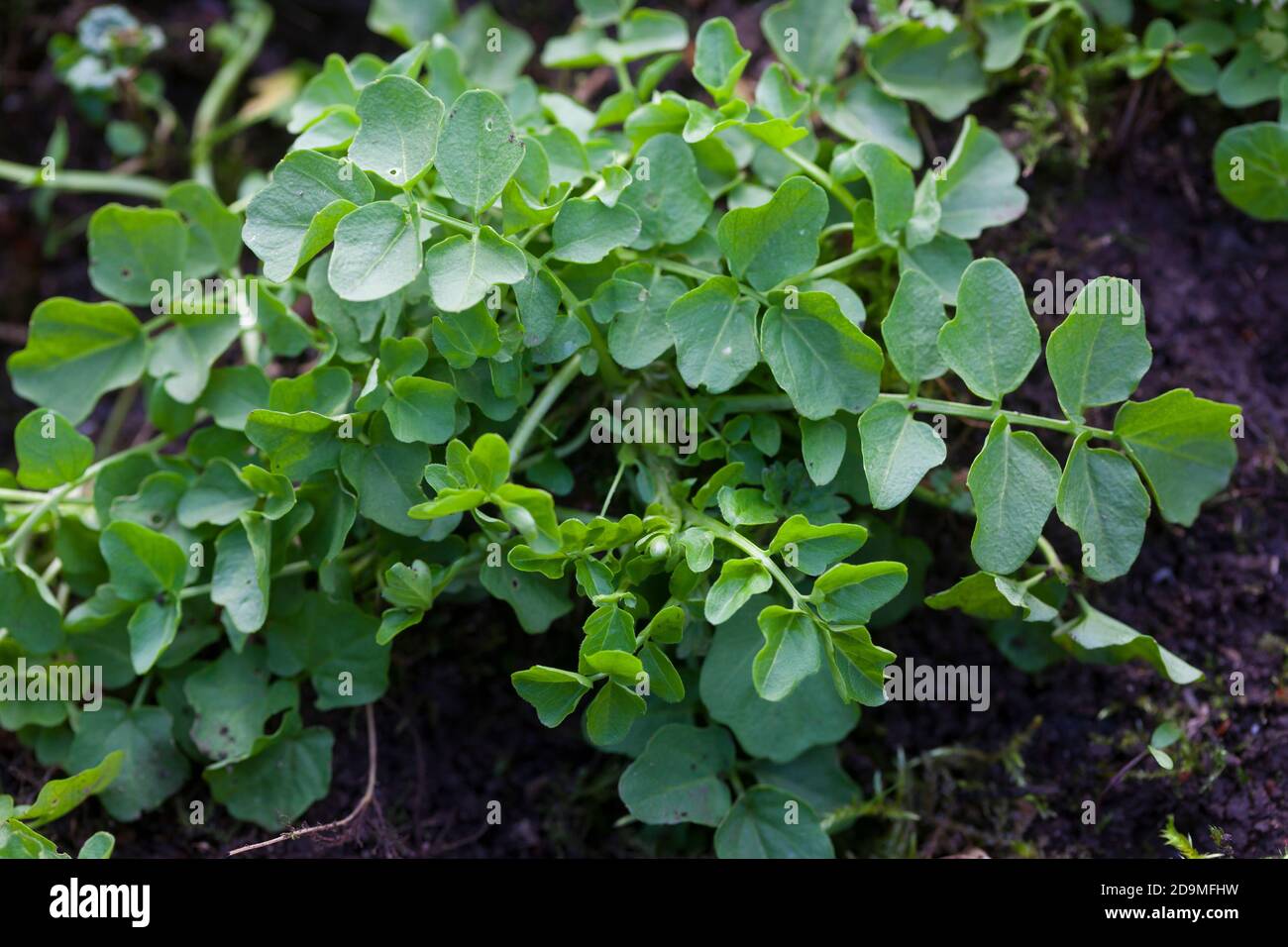 Bitteres Schaumkraut, Blatt, Blätter vor der Blüte, Bitter-Schaumkraut, Falsche Brunnenkresse, Bitter-Schaumkraut, Bitterkresse, Wildkresse, Wild-Kres Banque D'Images