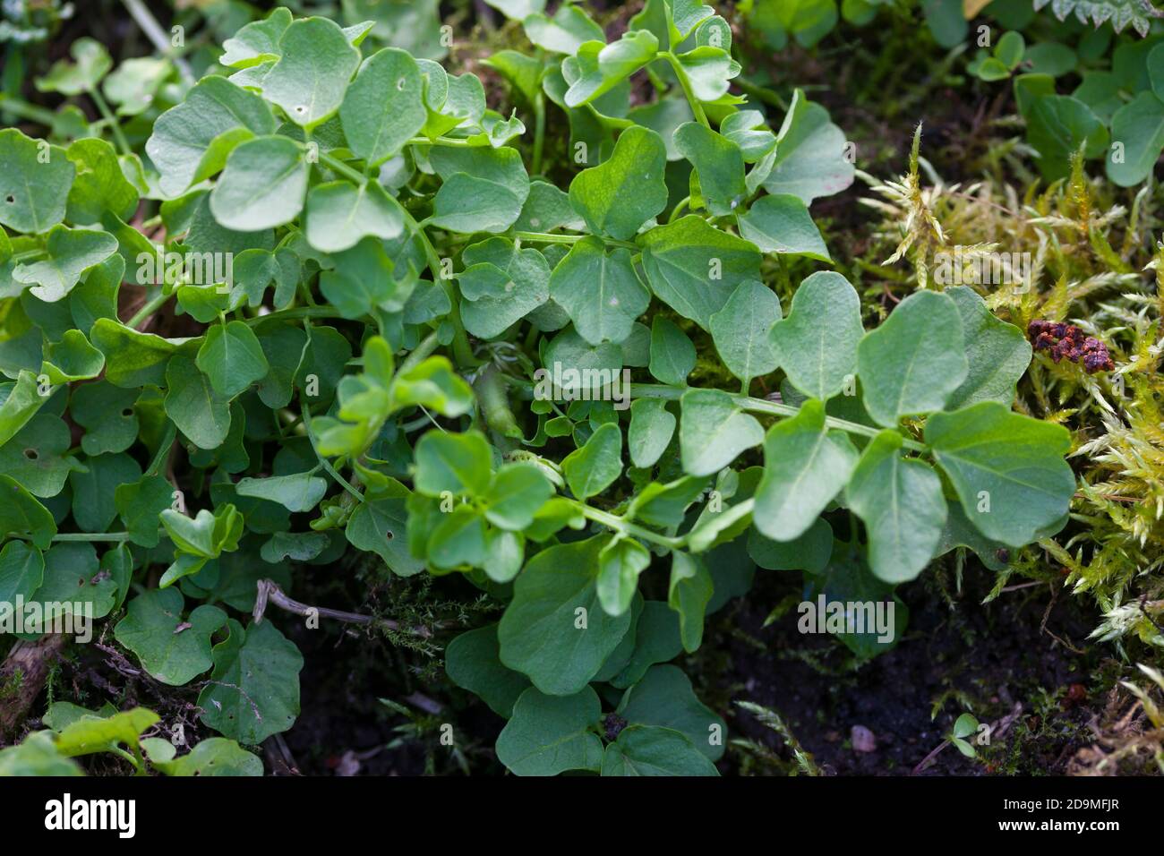 Bitteres Schaumkraut, Blatt, Blätter vor der Blüte, Bitter-Schaumkraut, Falsche Brunnenkresse, Bitter-Schaumkraut, Bitterkresse, Wildkresse, Wild-Kres Banque D'Images