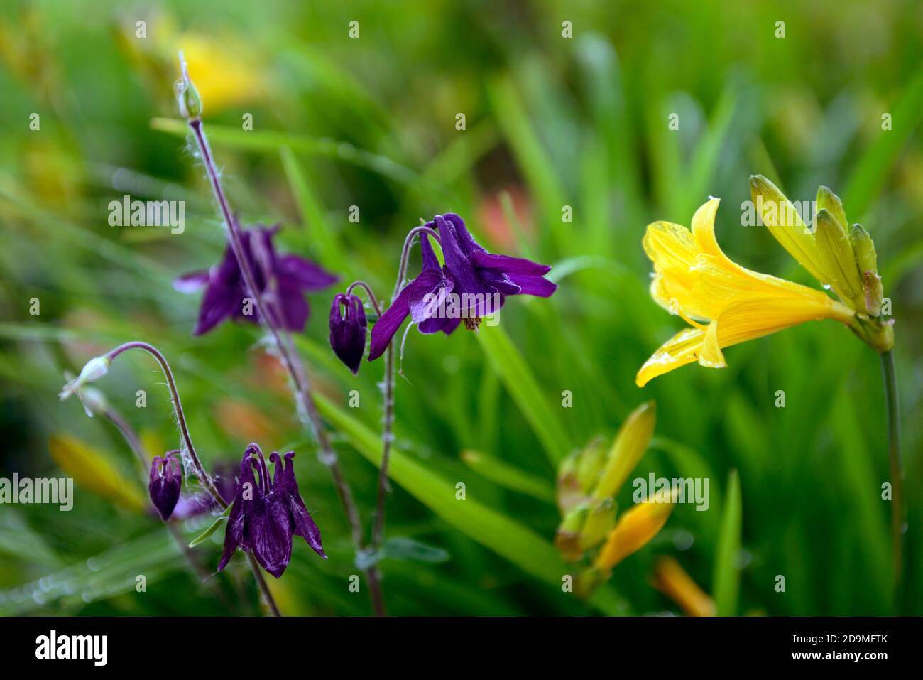 Aquilegia vulgaris,fleurs violettes,fleurs,fleurs,vivaces,colonnines,columbine,aquilegia,aquilegias,fleur jaune daylis,fleur pourpre et jaune Banque D'Images