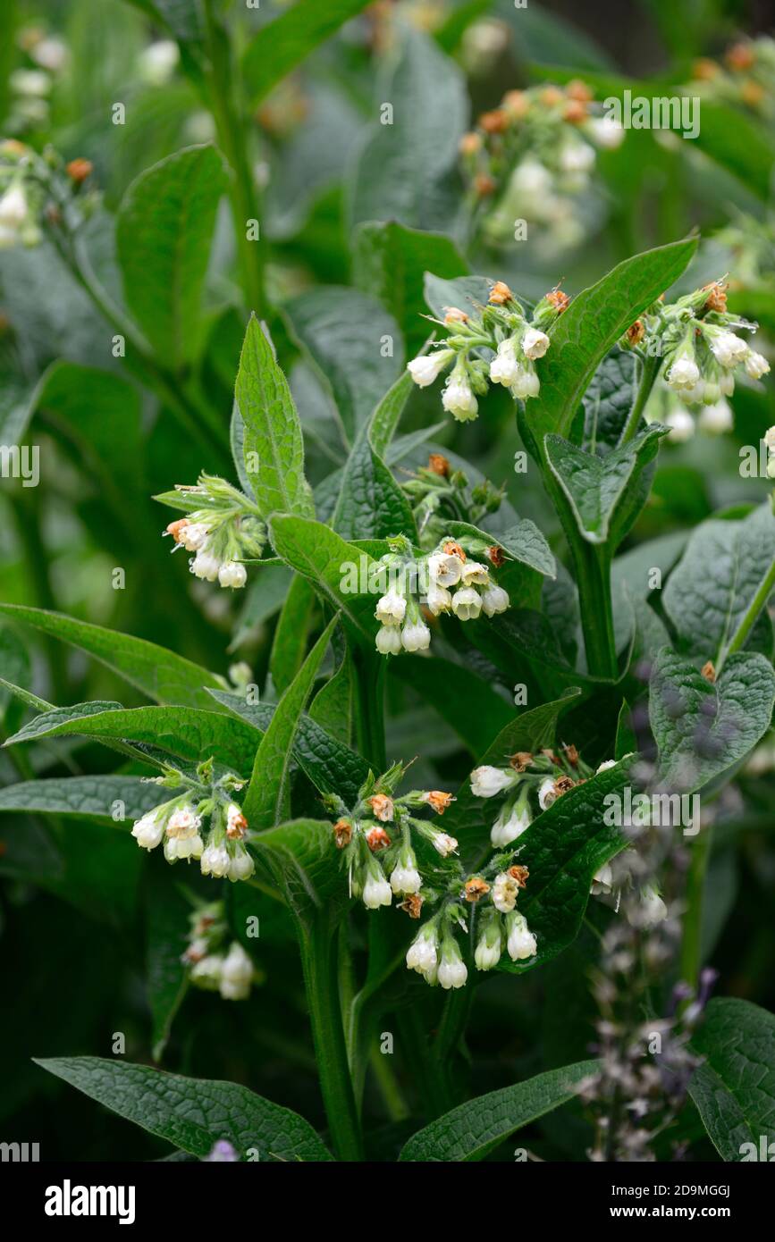 Symphytum orientale,blanc,fleurs,consoude,fleurs,plantes,herbes,euphorbia euphorbe ésule,,printemps,la floraison,fleurs,jardin,Floral RM Banque D'Images