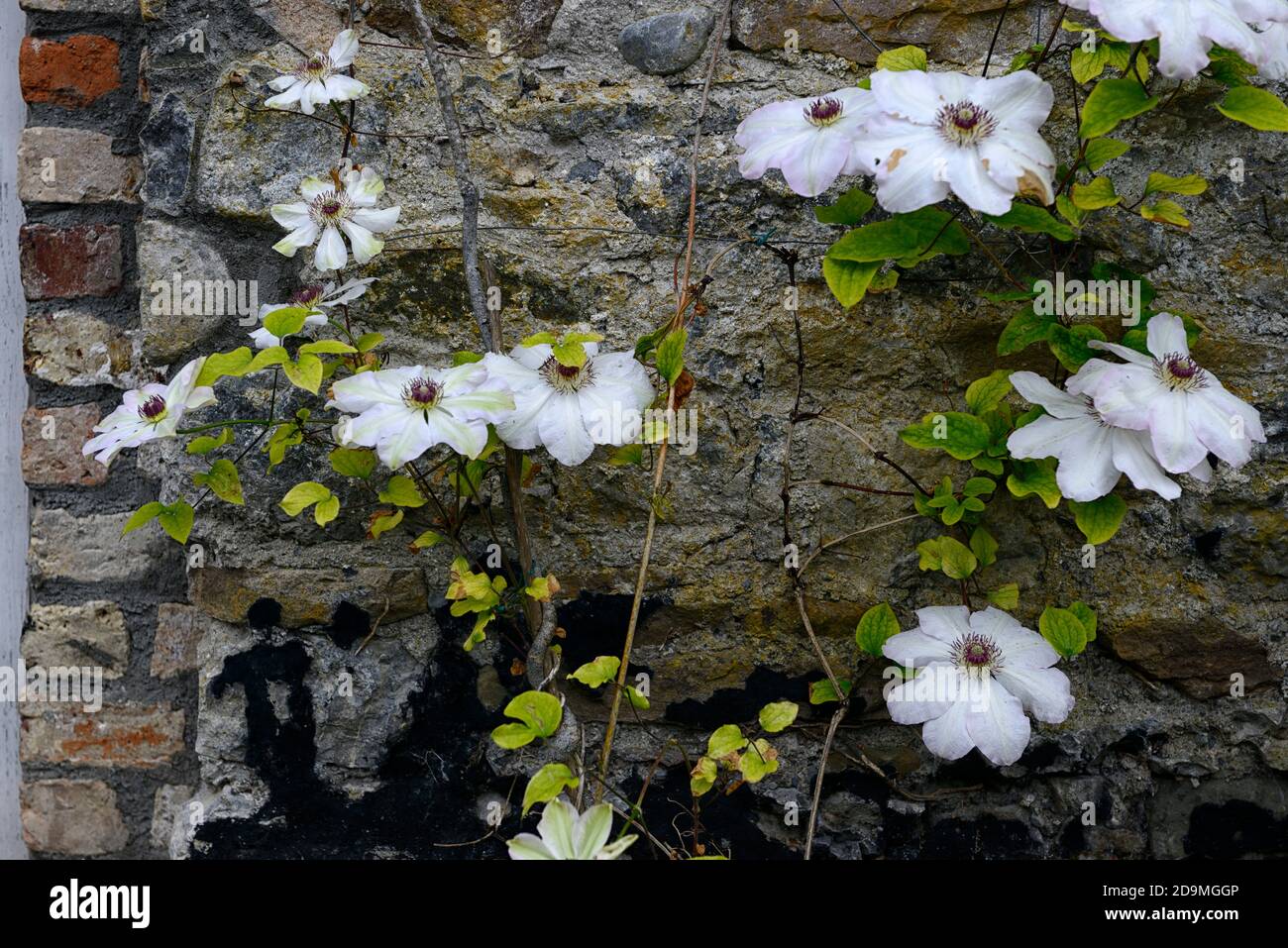 Clematis Henryi,clematis Henry I,clematis à grandes fleurs, grandes fleurs en forme d'étoile, fleurs blanches, fleurs, croissance contre mur, grimpeur, ancien su Banque D'Images