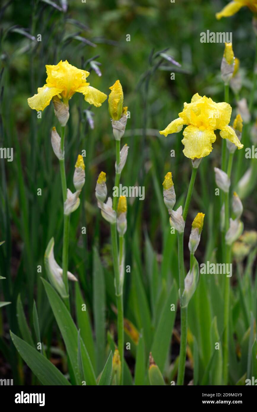 iris,Iris à barbe,Iris germanica,Iris allemand,fleurs de couleur jaune,coloré, rhizomatous,floraison,fleurs,pic de fleur,pointes,fleurs,RM Floral Banque D'Images