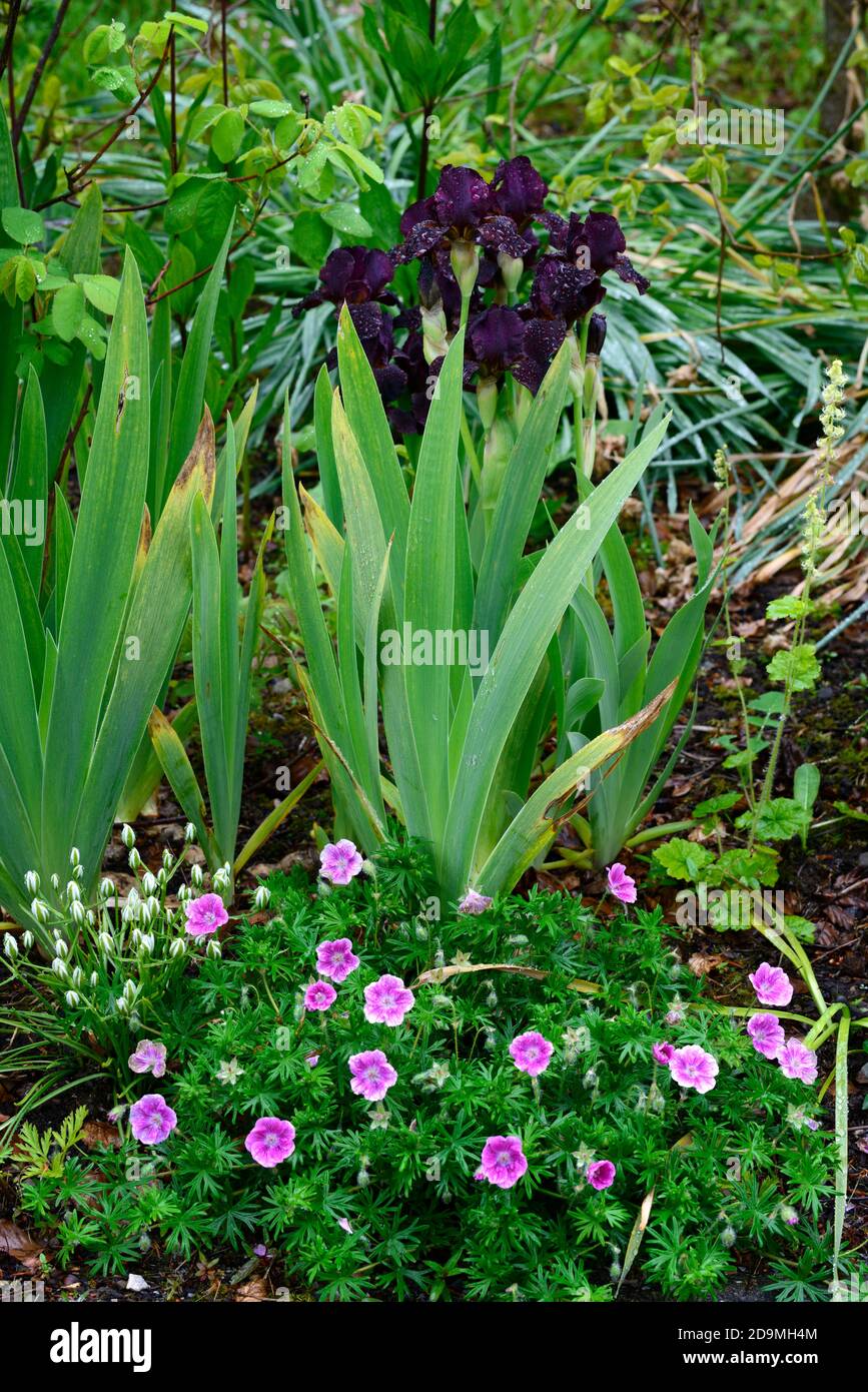 iris,Iris à barbe,Iris germanica,Iris allemand,violet foncé,presque noir,noir,très foncé,,coloré, rhizomateux,fleurs,pic de fleur,pointes,RM F Banque D'Images