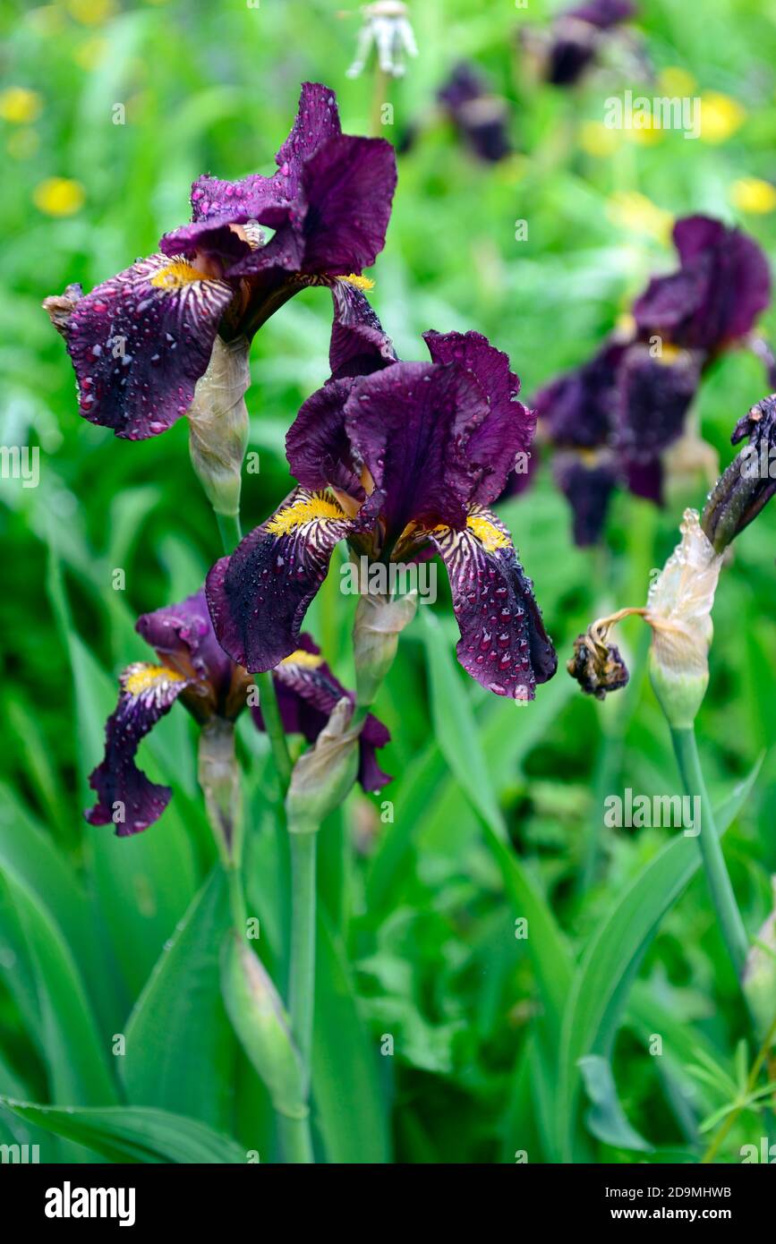 iris,Iris à barbe,Iris germanica,Iris allemand,violet foncé,,coloré, rhizomateux,floraison,fleurs,pic de fleur,pointes,RM Floral Banque D'Images