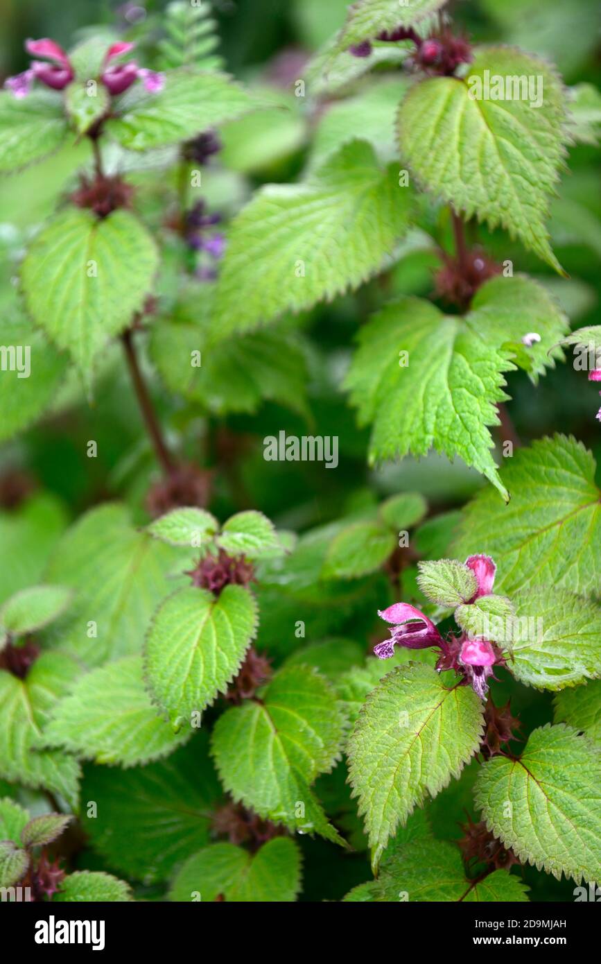 Lamium maculatum,Tite morte tachetée,fleurs violettes,fleurs,fleurs sauvages d'origine irlandaise,fleurs sauvages,orchidée,orchidées,vivaces,RM Floral - Banque D'Images