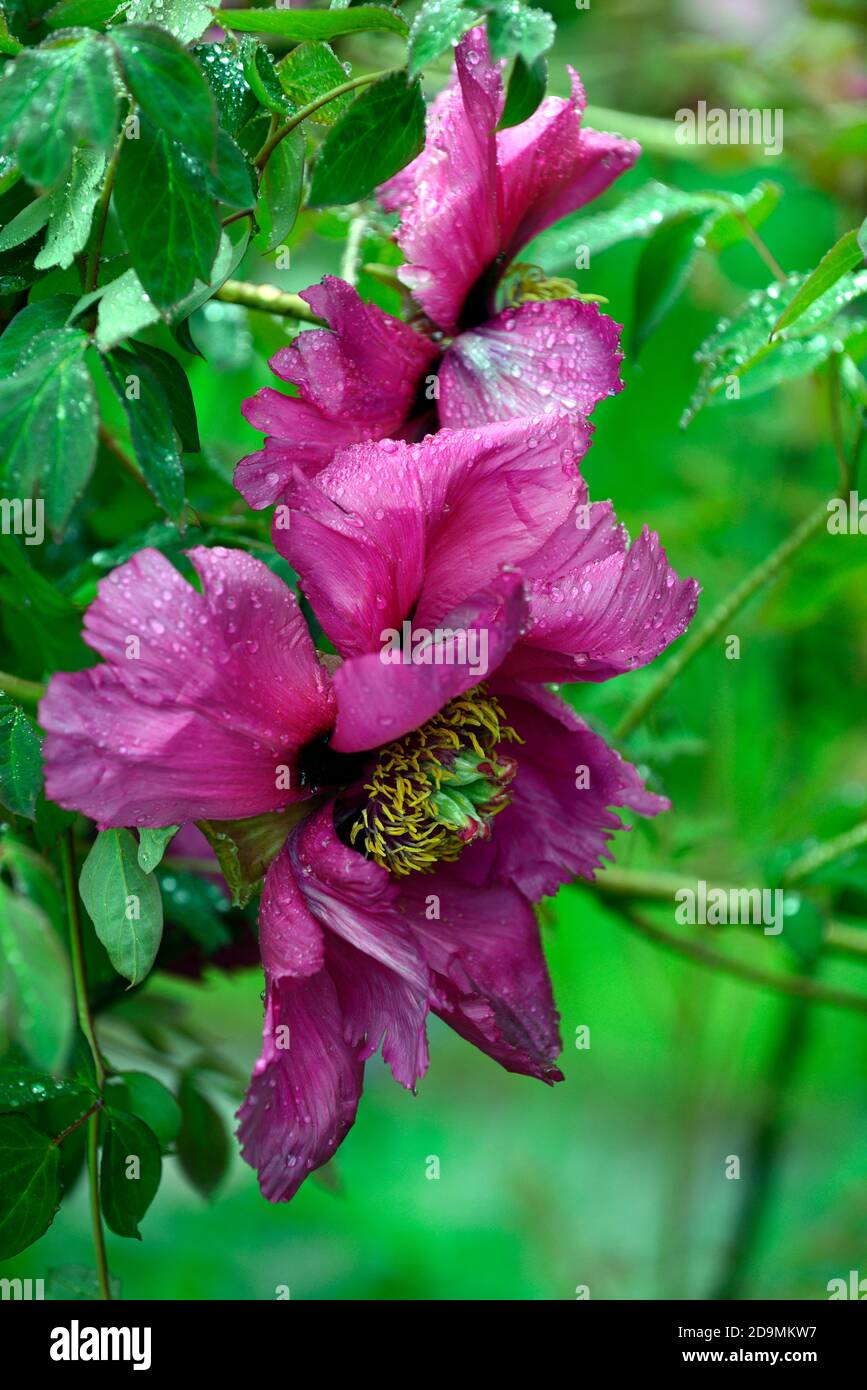 Paeonia suffruticosa,rose violet fleur,fleurs,floraison,arbre pivoine,printemps,jardin,jardins,RM Floral Banque D'Images