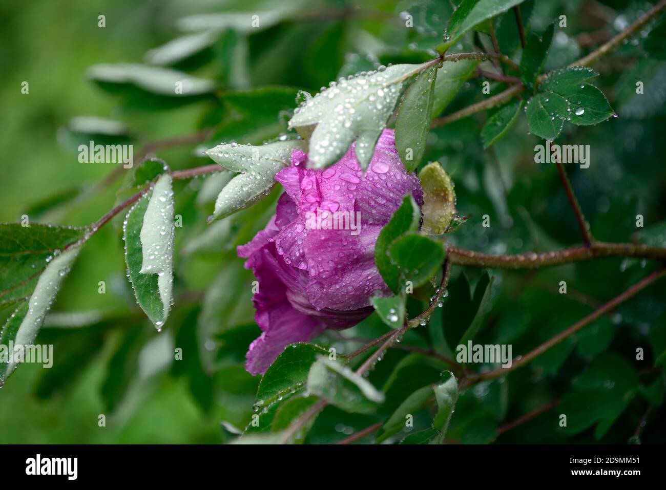 Paeonia suffruticosa,rose violet fleur,fleurs,floraison,arbre pivoine,printemps,jardin,jardins,RM Floral Banque D'Images