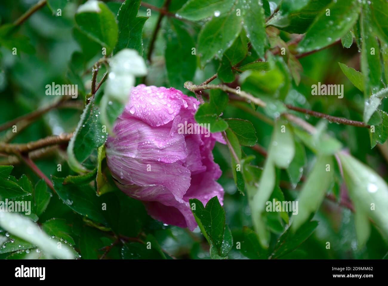 Paeonia suffruticosa,rose violet fleur,fleurs,floraison,arbre pivoine,printemps,jardin,jardins,RM Floral Banque D'Images