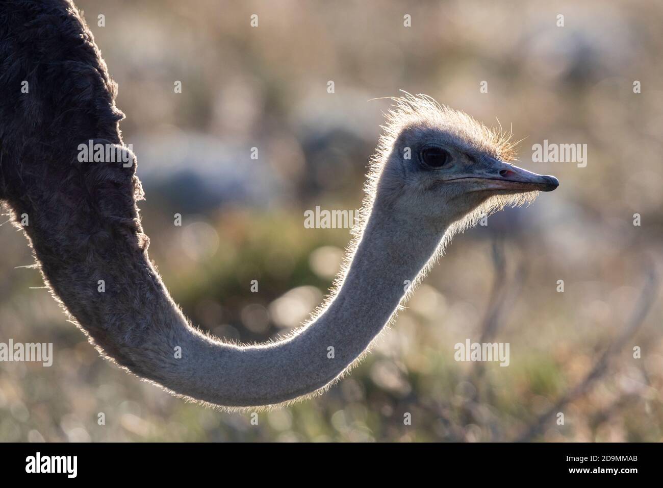 Ostrich commun (Struthio camelus), gros plan d'une femme adulte, Cap-Occidental, Afrique du Sud Banque D'Images