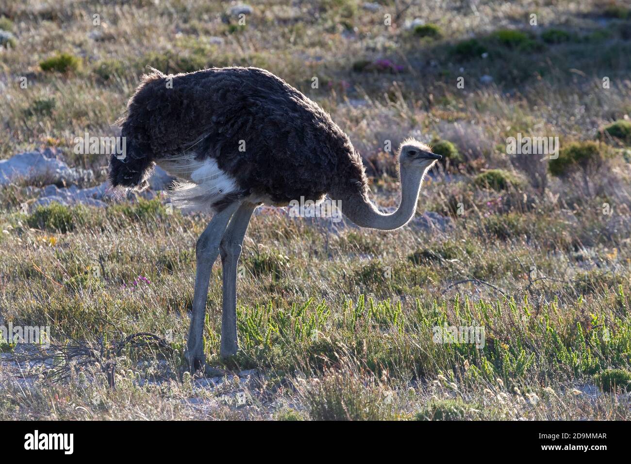 Ostrich commun (Struthio camelus), femelle adulte debout au sol, Cap-Occidental, Afrique du Sud Banque D'Images