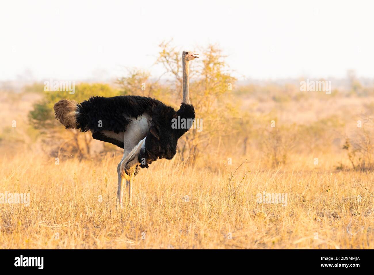 Ostrich commun (Struthio camelus), vue latérale d'un homme adulte debout au sol, Mpumalanga, Afrique du Sud Banque D'Images