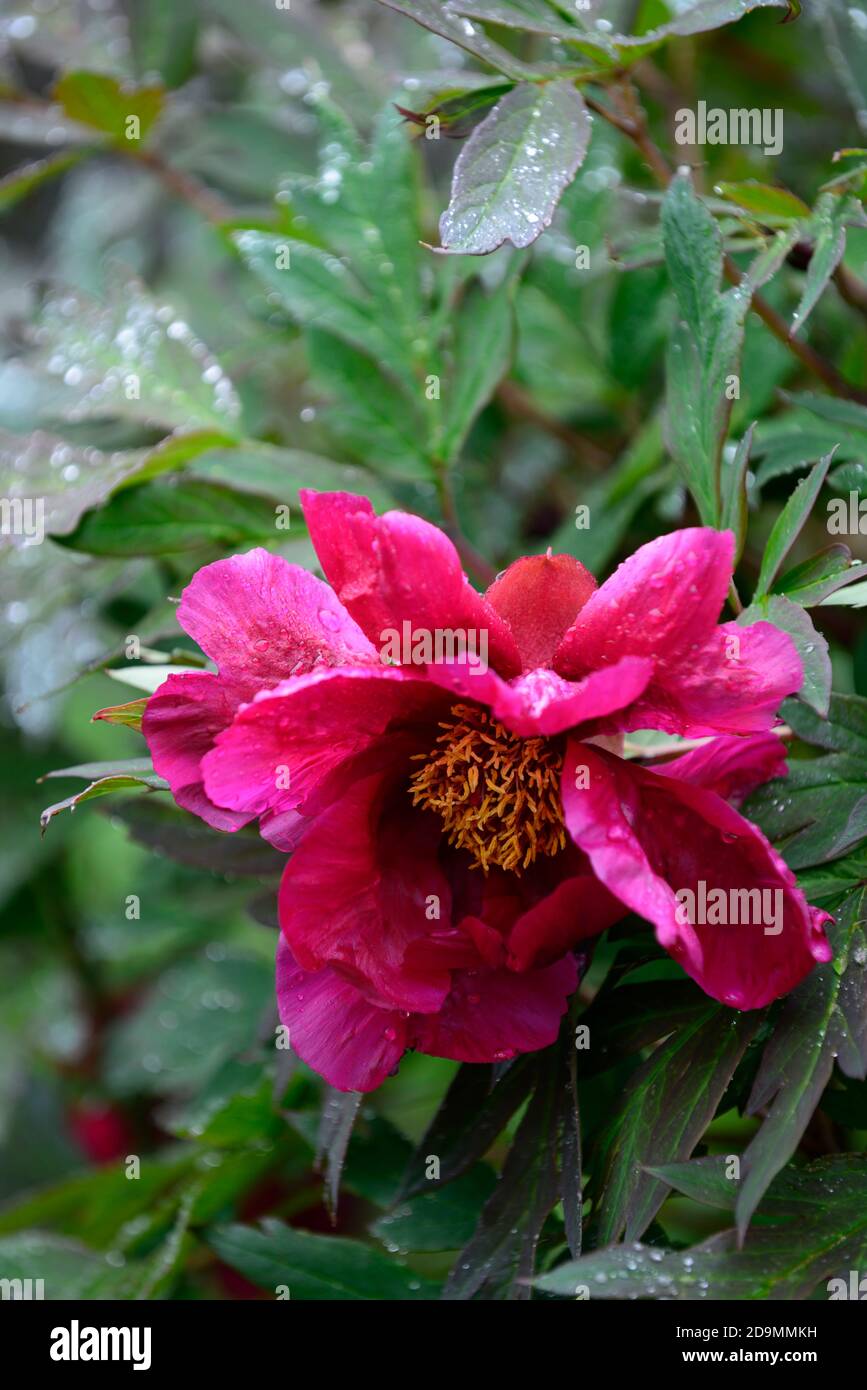 Paeonia suffruticosa,rose violet fleur,fleurs,floraison,arbre pivoine,printemps,jardin,jardins,RM Floral Banque D'Images