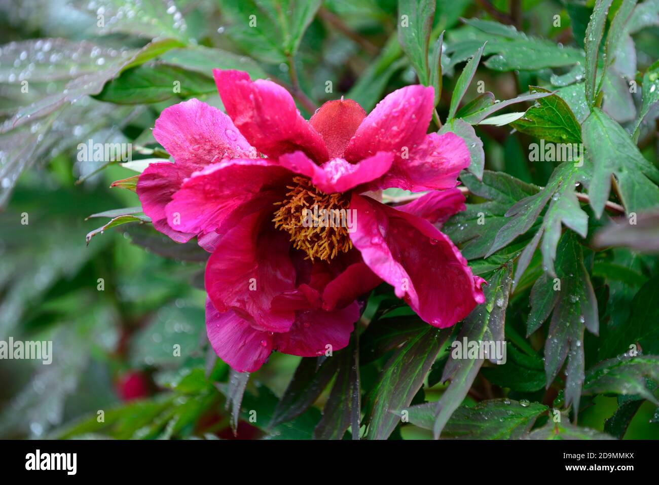 Paeonia suffruticosa,rose violet fleur,fleurs,floraison,arbre pivoine,printemps,jardin,jardins,RM Floral Banque D'Images