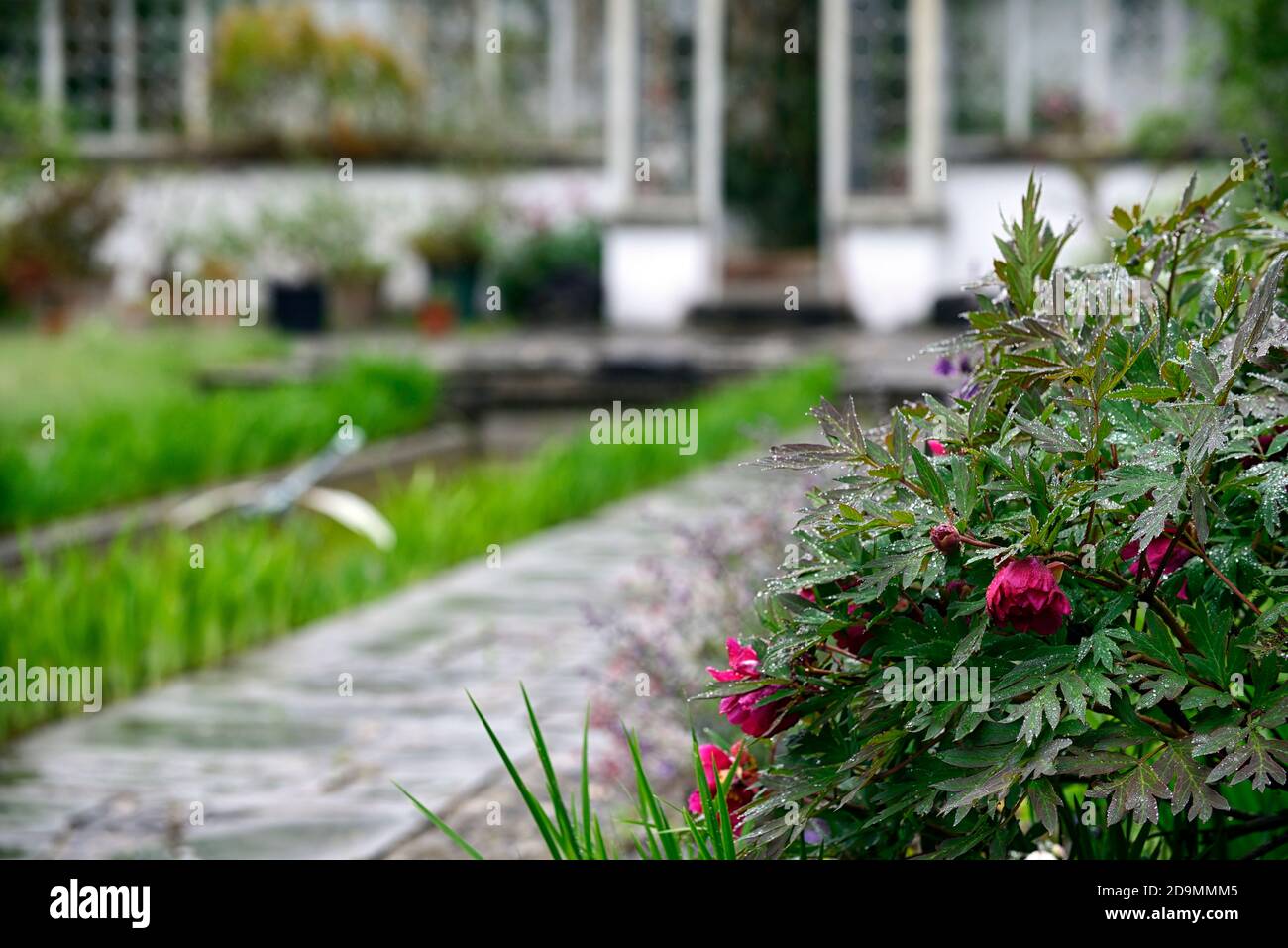 Paeonia suffruticosa,rose violet fleur,fleurs,floraison,arbre pivoine,printemps,jardin,jardins,RM Floral Banque D'Images