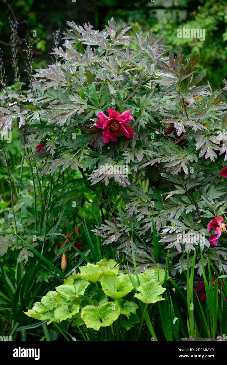 Paeonia suffruticosa,rose violet fleur,fleurs,floraison,arbre pivoine,printemps,jardin,jardins,RM Floral Banque D'Images