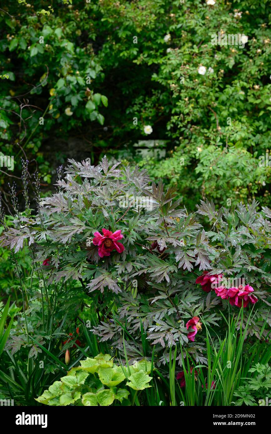 Paeonia suffruticosa,rose violet fleur,fleurs,floraison,arbre pivoine,printemps,jardin,jardins,RM Floral Banque D'Images