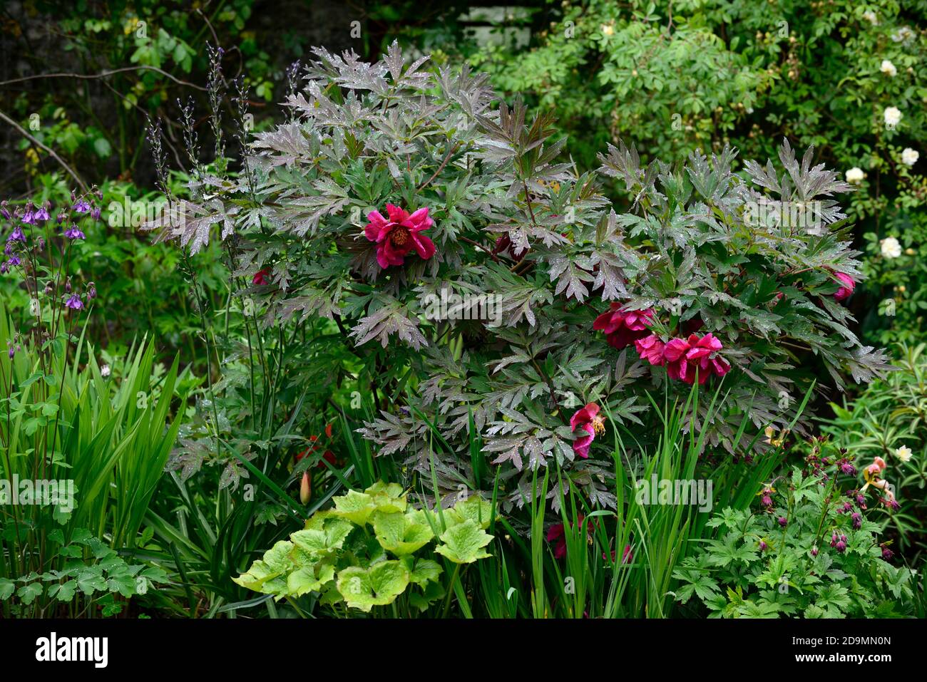 Paeonia suffruticosa,rose violet fleur,fleurs,floraison,arbre pivoine,printemps,jardin,jardins,RM Floral Banque D'Images