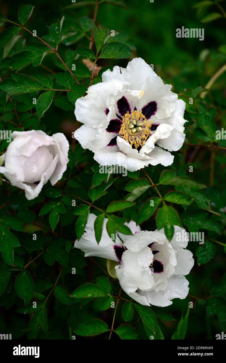 Paeonia suffruticosa,blanc violet taches,violet taches,blanc fleur de couleur,fleurs,floraison,arbre pivoine,printemps,jardin,jardins,RM Floral Banque D'Images