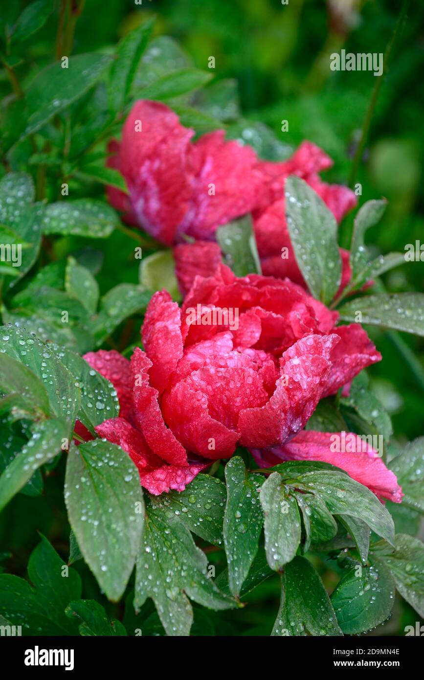 Paeonia suffruticosa,rose violet fleur,fleurs,floraison,arbre pivoine,printemps,jardin,jardins,RM Floral Banque D'Images