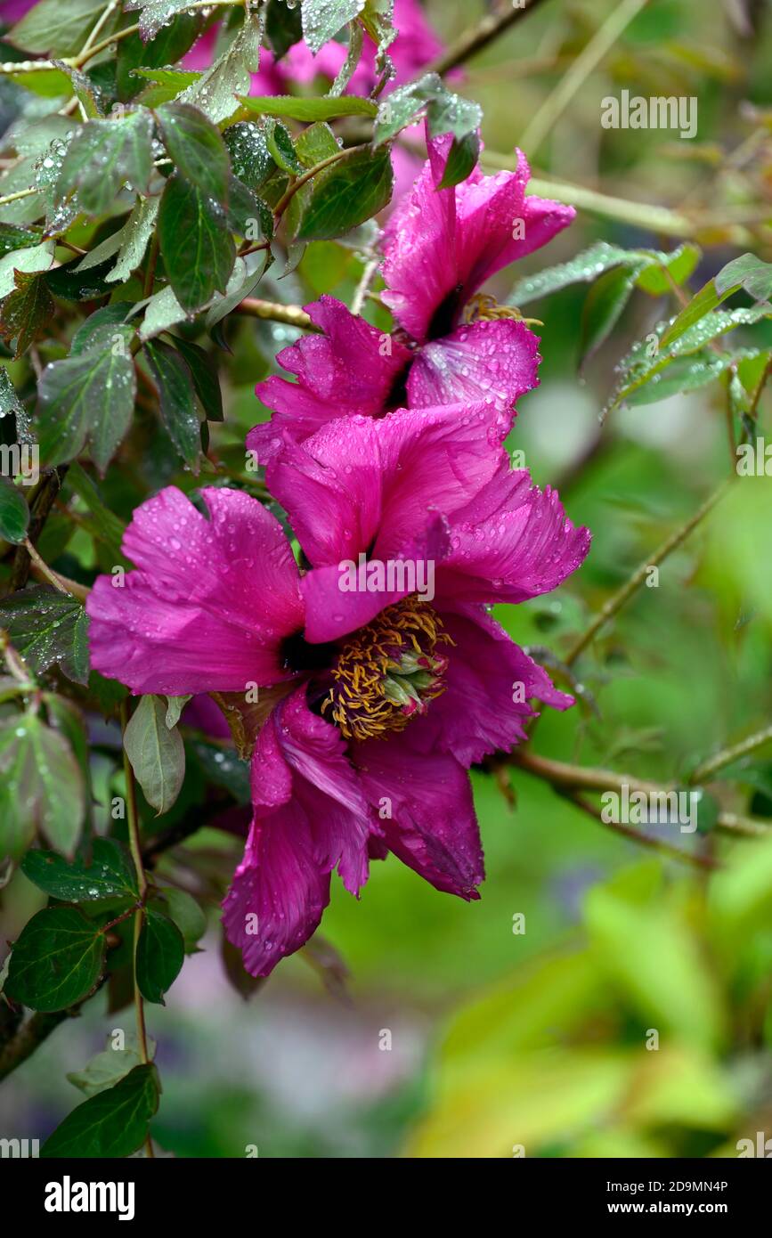 Paeonia suffruticosa,rose violet fleur,fleurs,floraison,arbre pivoine,printemps,jardin,jardins,RM Floral Banque D'Images