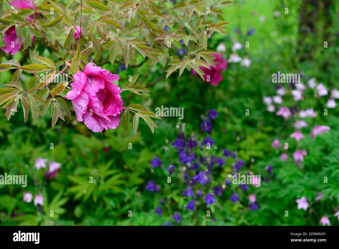 Paeonia suffruticosa,rose violet fleur,fleurs,floraison,arbre pivoine,printemps,jardin,jardins,RM Floral Banque D'Images