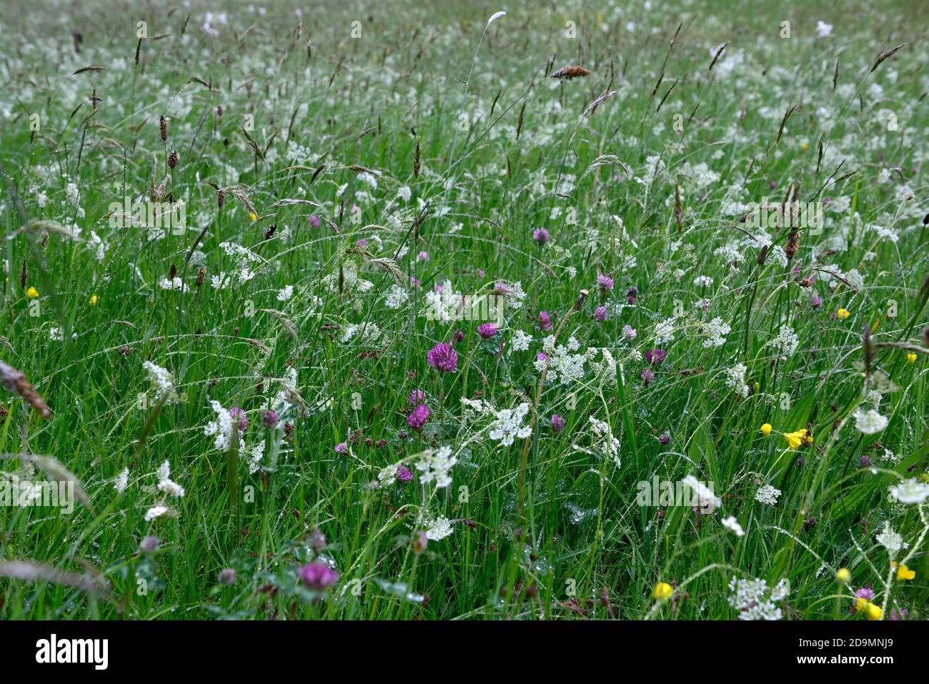 Trèfle,ammi,prairie de fleurs sauvages,fleurs sauvages,prairies,insectes,animaux sauvages,jardin,jardins,jardinage,RM Floral Banque D'Images