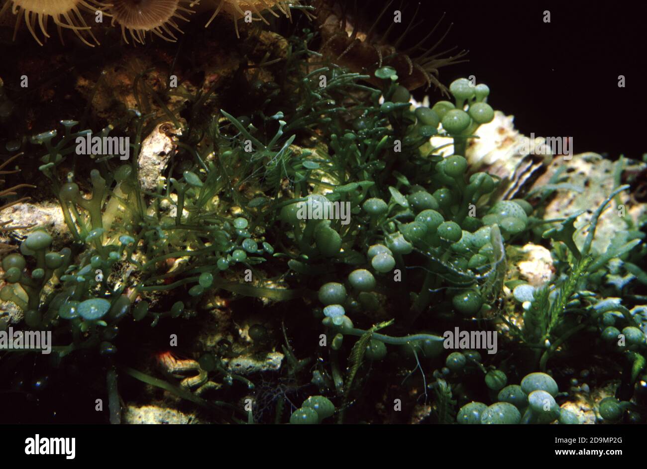 Caulerpa racemosa est une espèce d'algue verte comestible, une algue de la famille des Caulerpaceae. Il est communément connu sous le nom de raisin de mer Banque D'Images